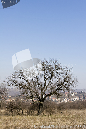 Image of interesting old tree early spring