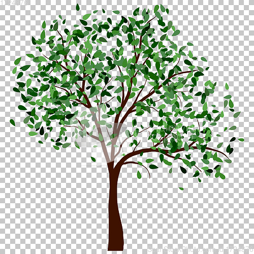 Image of Summer tree