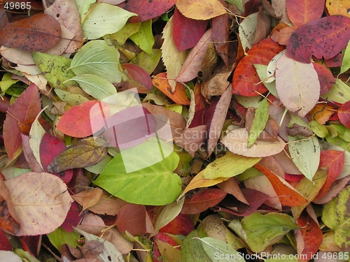 Image of Autumn leaves