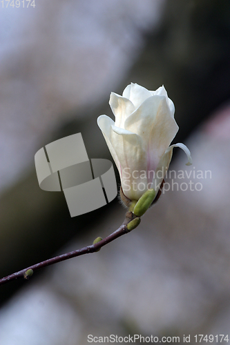 Image of Blossoming magnolia