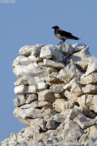 Image of Black bird watching area around them