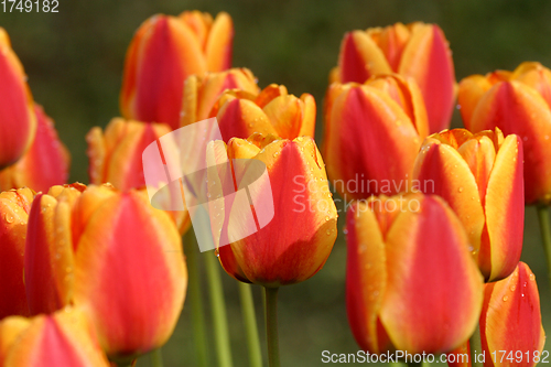 Image of Tulips in full bloom