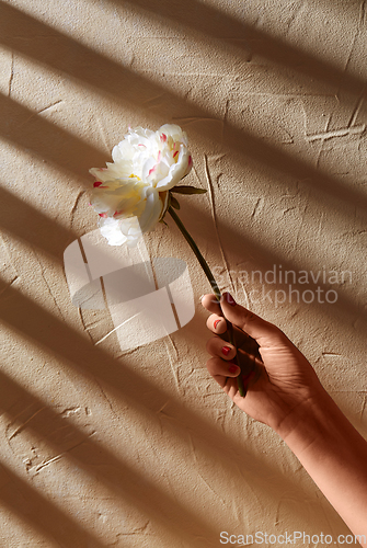 Image of hand holding white flower over beige background