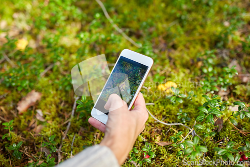 Image of hand using smartphone to identify mushrooms