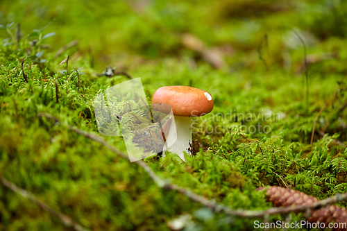 Image of russule mushroom growing in autumn forest