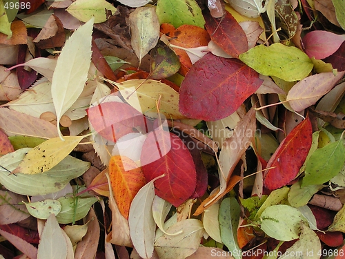 Image of Autumn leaves2