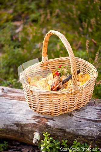 Image of close up of mushrooms in basket in forest