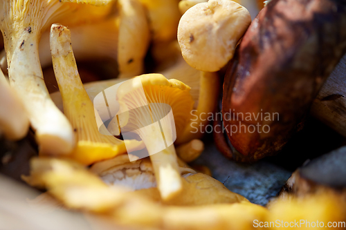 Image of close up of mushrooms in basket in forest