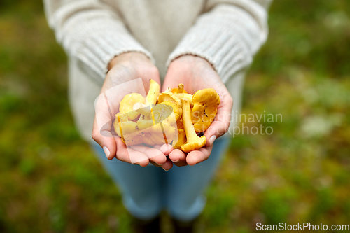 Image of close up of woman holding chanterelle mushrooms