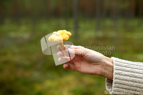 Image of close up of woman holding chanterelle mushroom