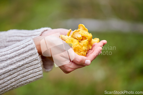 Image of close up of woman holding chanterelle mushrooms