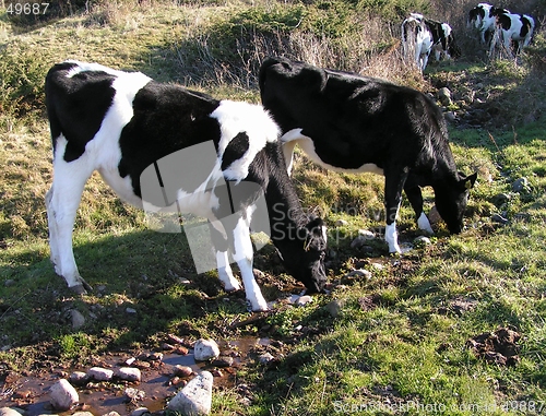 Image of Drinking calves