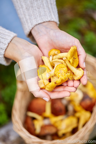 Image of close up of woman holding chanterelle mushrooms