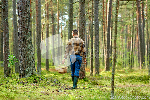 Image of man with basket picking mushrooms in forest