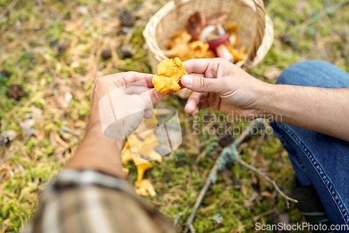 Image of man with basket picking mushrooms in forest