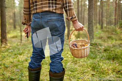 Image of man with basket picking mushrooms in forest