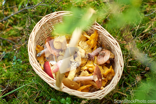 Image of close up of mushrooms in basket in forest