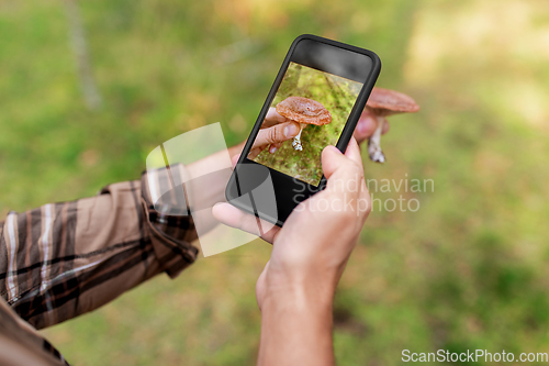 Image of hands using smartphone app to identify mushroom