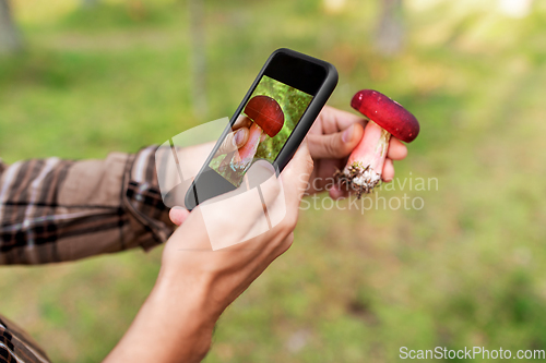 Image of hands using smartphone app to identify mushroom