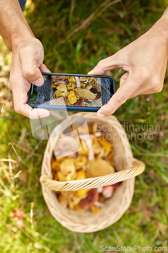 Image of man with smartphone and mushrooms in basket