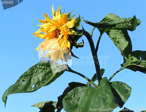 Image of Sun flower