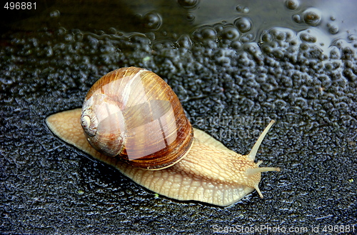 Image of snail