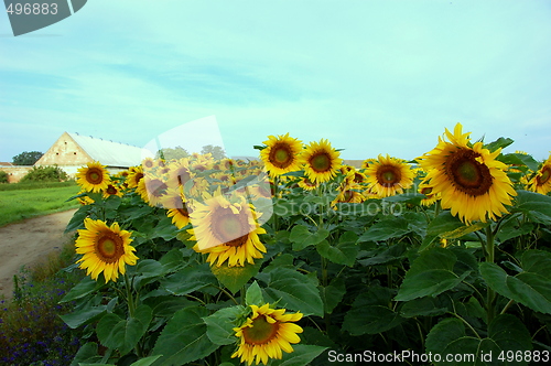 Image of sunflower