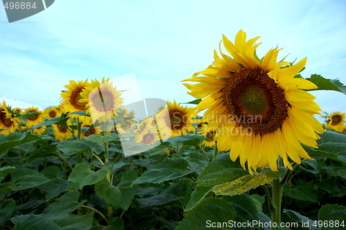Image of sunflower