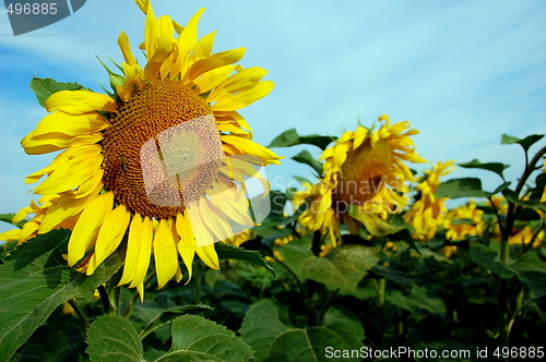 Image of sunflower