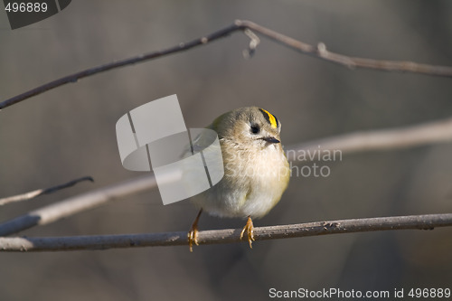 Image of Goldcrest