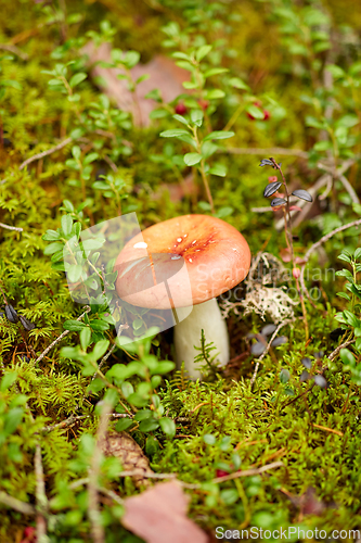 Image of russule mushroom growing in autumn forest