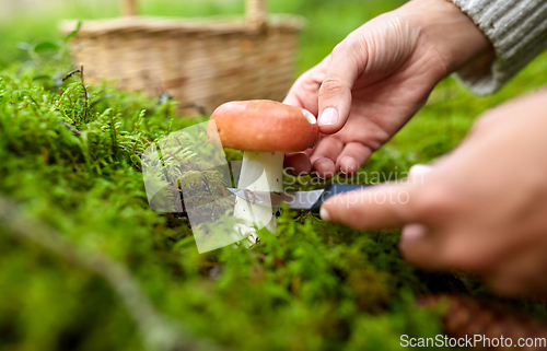 Image of young woman picking mushrooms in autumn forest