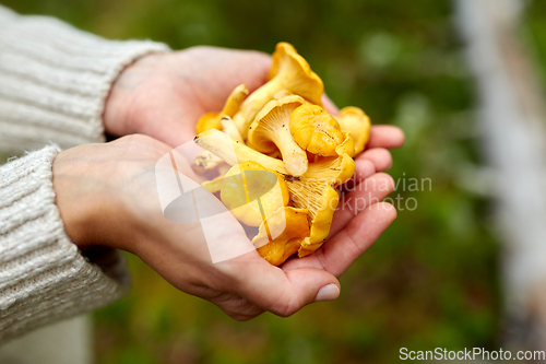 Image of close up of woman holding chanterelle mushrooms