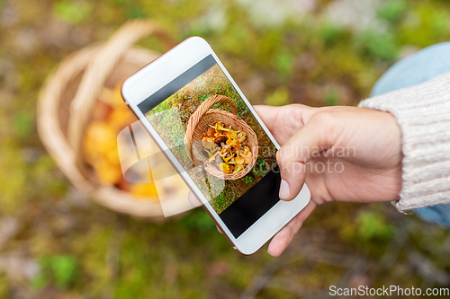 Image of hand using smartphone to identify mushrooms