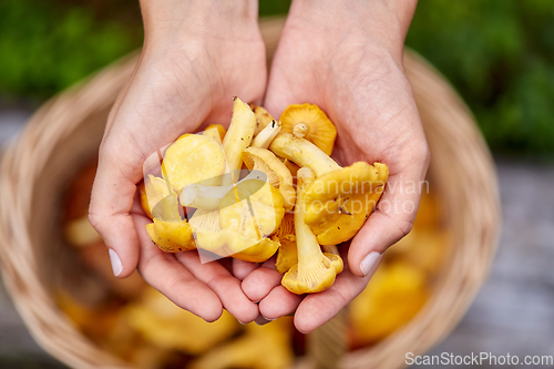 Image of close up of woman holding chanterelle mushrooms