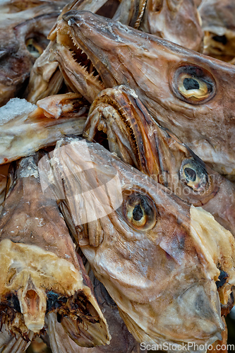 Image of Drying stockfish cod heads in Reine fishing village in Norway