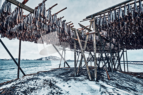 Image of Drying flakes for stockfish cod fish in winter. Lofoten islands,