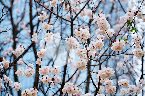 Image of Blooming sakura flowers close up