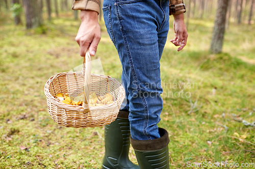 Image of man with basket picking mushrooms in forest