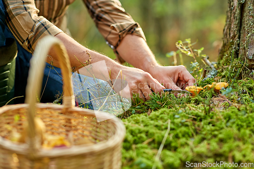 Image of man with basket picking mushrooms in forest