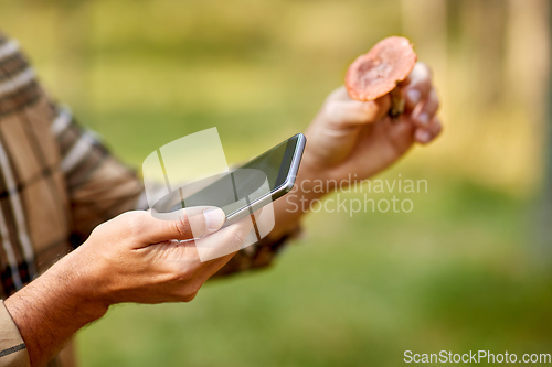 Image of hands using smartphone app to identify mushroom