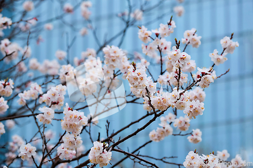 Image of Blooming sakura flowers close up