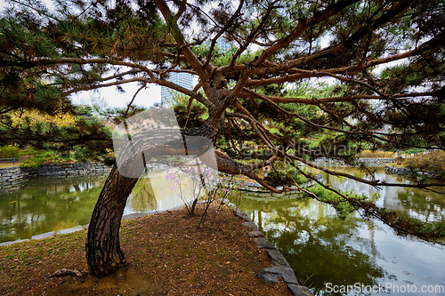 Image of Yeouido Park in Seoul, Korea