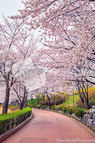 Image of Blooming sakura cherry blossom alley in park