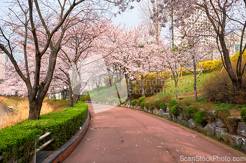 Image of Blooming sakura cherry blossom alley in park