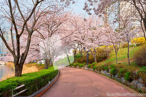 Image of Blooming sakura cherry blossom alley in park