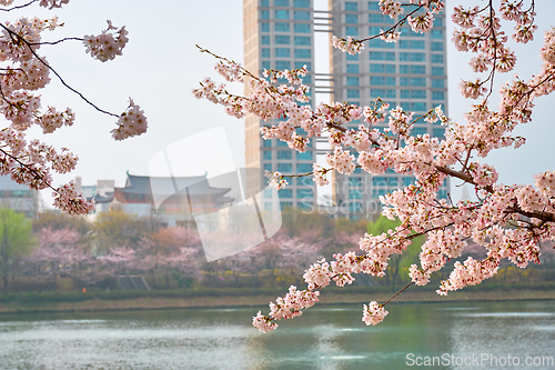 Image of Blooming sakura cherry blossom alley in park