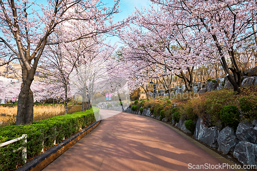 Image of Blooming sakura cherry blossom alley in park