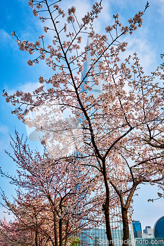 Image of Blooming sakura cherry blossom alley in park