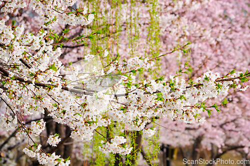 Image of Blooming sakura cherry blossom